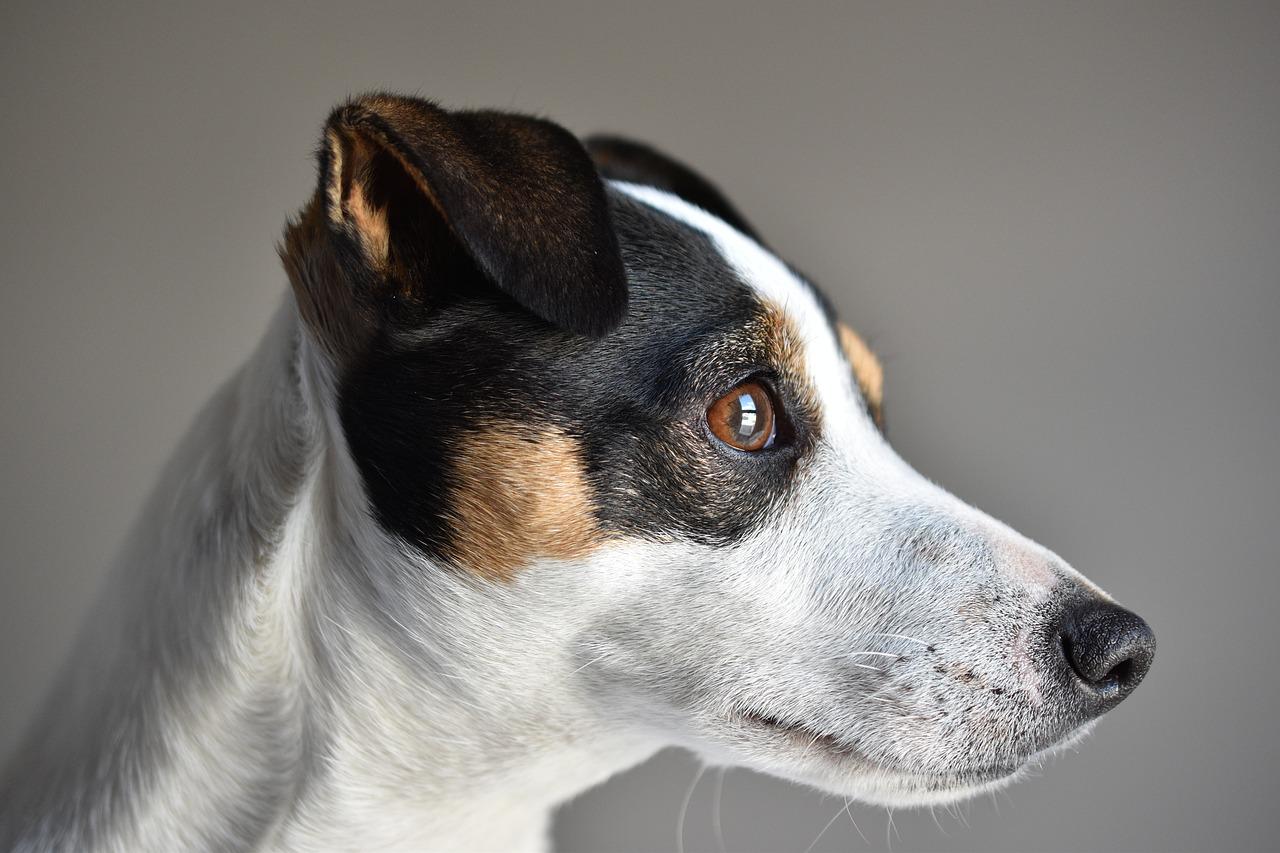 Jak wytresować psa rasy Jack Russell Terrier