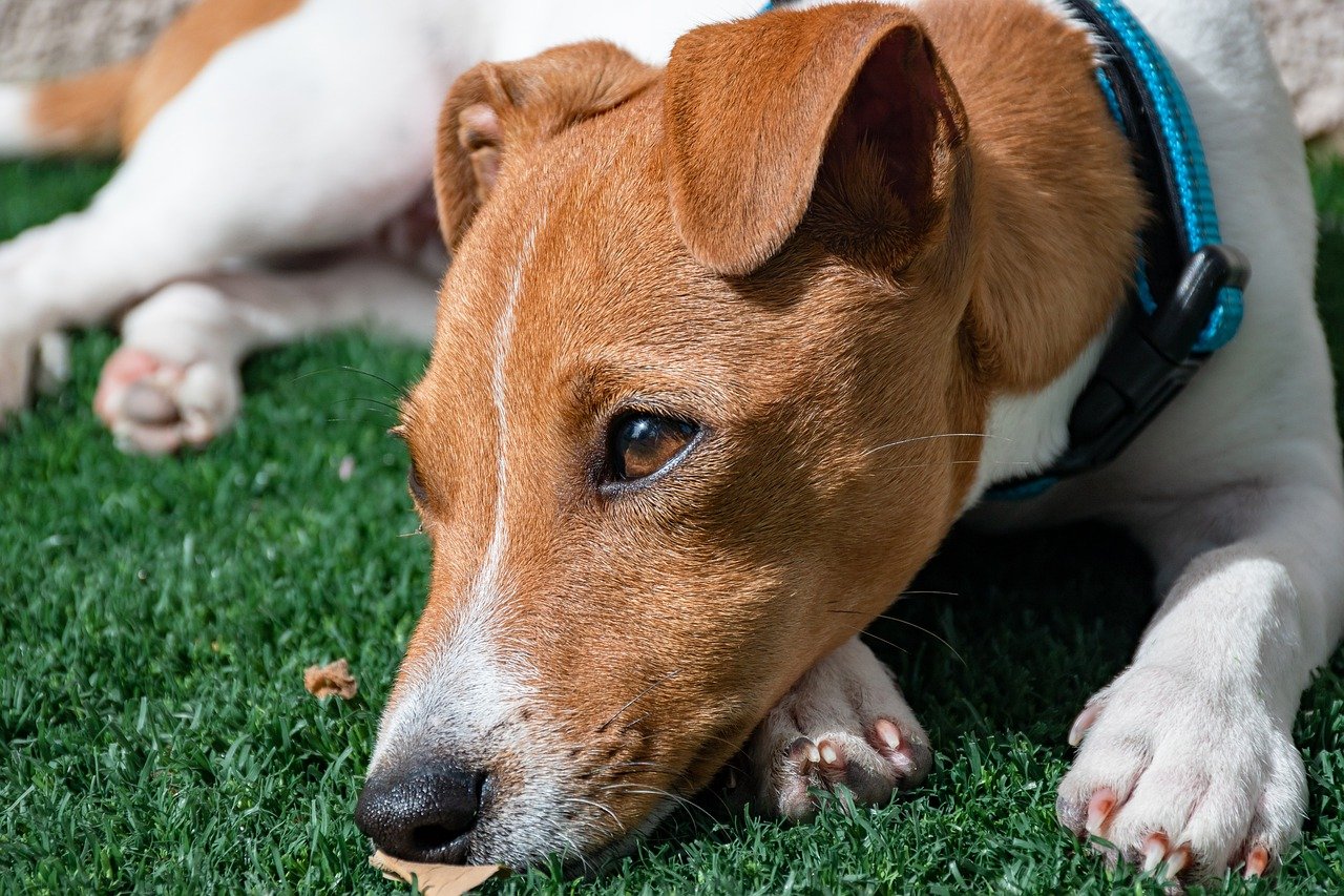 7 najlepszych zdrowych karm dla psów rasy Jack Russell Terrier