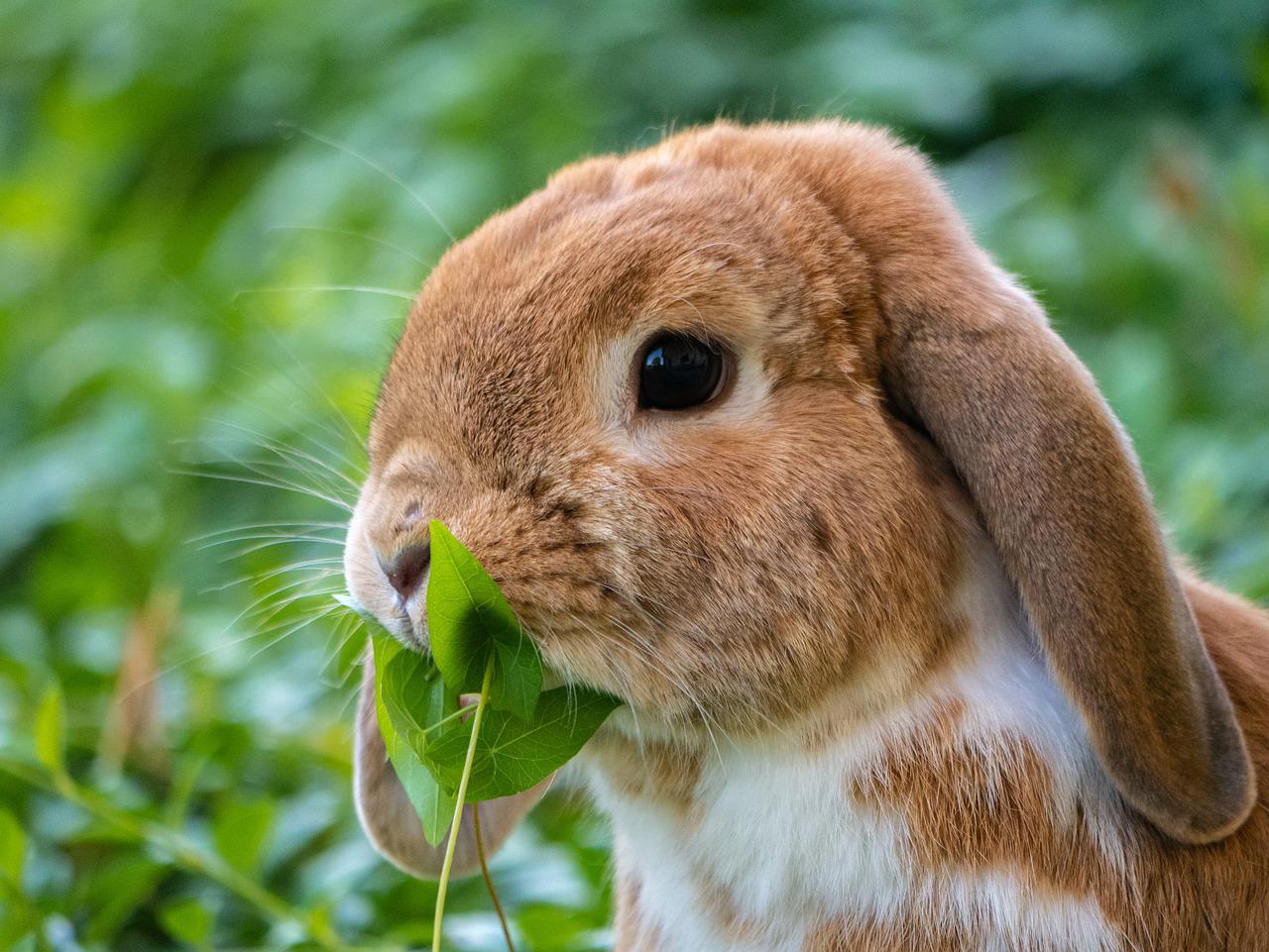 10 najbardziej interesujących i uroczych cech królików