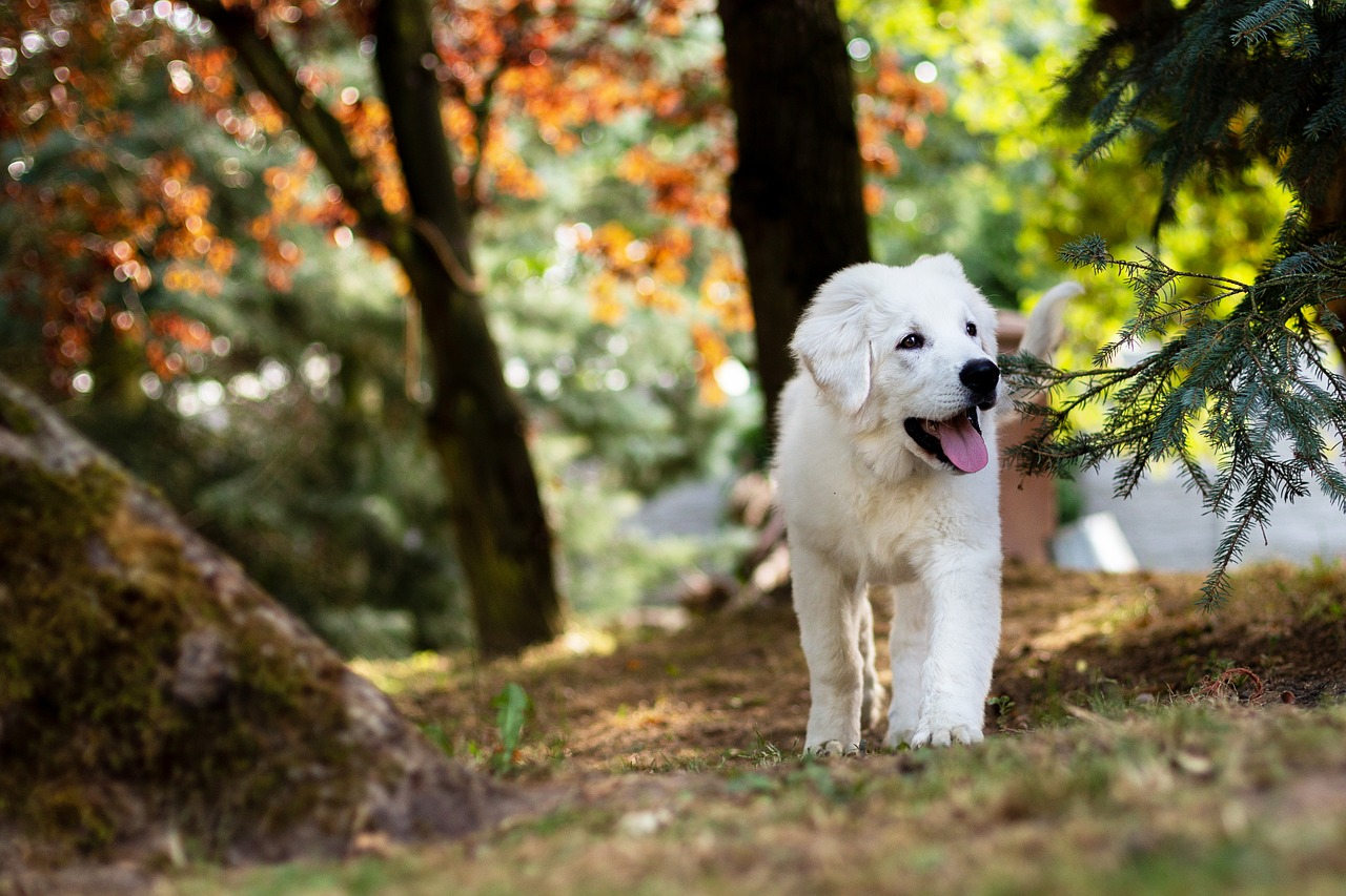 Jak zapobiegać ucieczkom psa: zabezpieczanie posesji i nauka posłuszeństwa