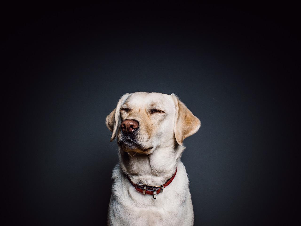 Najlepsze rasy psów do terapii i asystencji: wsparcie emocjonalne i fizyczne