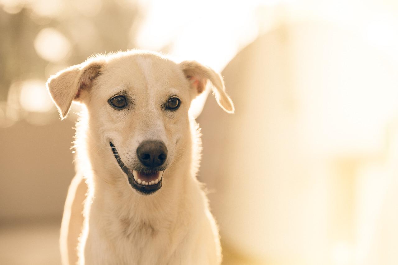 Collie: Inteligentny i opiekuńczy pies pasterski