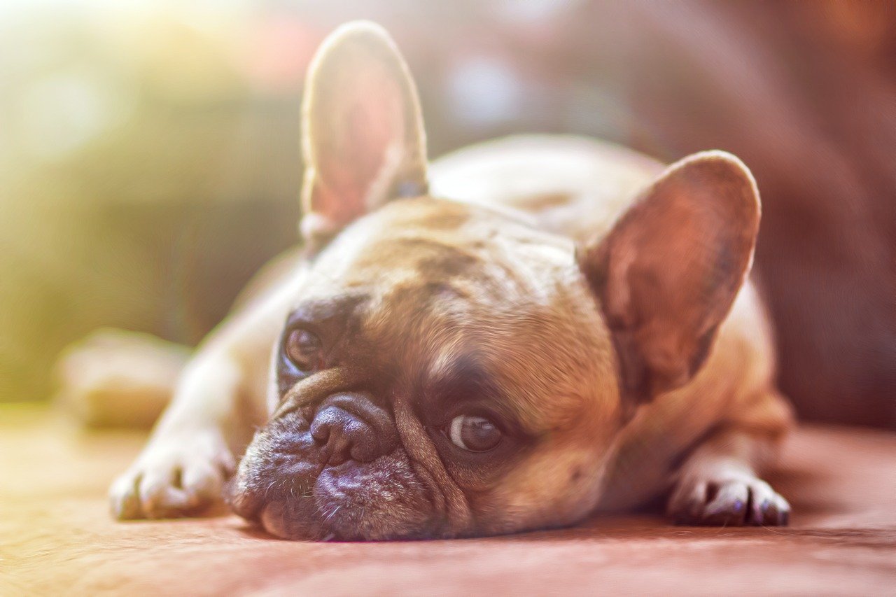 10 zadziwiających faktów o rasach psów